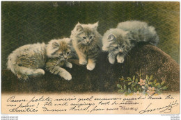 CHATONS 1904 - Katzen