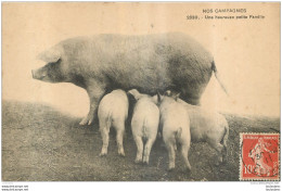 COCHONS  NOS CAMPAGNES UNE HEUREUSE PETITE FAMILLE - Pigs