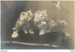 CHATONS - Cats