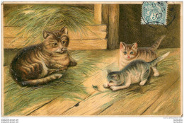 CHAT  ET CHATONS - Katzen