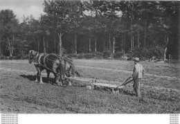 SCENE AGRICOLE CULTURE - Landwirtschaftl. Anbau