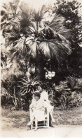 Photographie Photo Vintage Snapshot Palmier Palmtree - Anonymous Persons