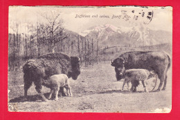 E-Canada-83A28  Buffaloes And Calves, BANFF ALTA, Cpa  - Banff