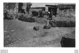 CORSE FOURRAGE ET BOEUFS 1950 PHOTO ORIGINALE  14 X 9 CM - Lugares