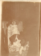 Photographie Photo Vintage Snapshot Chien Dog  - Sonstige & Ohne Zuordnung