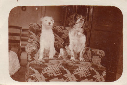 Photographie Photo Vintage Snapshot Chien Dog  - Sonstige & Ohne Zuordnung