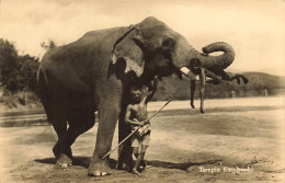 Ceylon * Carte Photo * Temple Elephant * Ceylan Sri Lanka - Sri Lanka (Ceylon)