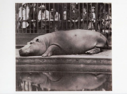 London Zoo Sleepy Hippopotamus Count Of Montizon Victorian Photo Art Postcard - Fotografie