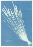 Anna Atkins First Woman Photographer Cyantotype Photo Art V&A Postcard - Photographie