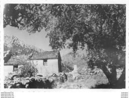 CORSE  CORTE CAMP SOUS LES OLIVIERS  PHOTO ORIGINALE FORMAT 9 X 6 CM - Places