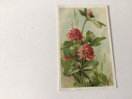 Carte Postale Ancienne (1910) Signée Catharina Klein Fleurs De Trèfle Trade Kopal Mark - Klein, Catharina