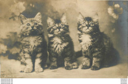 CHATONS CHATS CARTE PHOTO - Cats