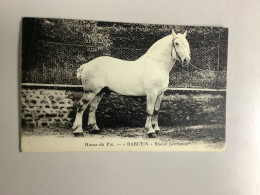 Cheval.rabutin.etalon Percheron. - Caballos