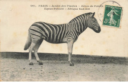 ANIMAUX  AO#AL000812 PHOTO D UN ZEBRE DE POTOCK  AU JARDIN DES PANTES A PARIS - Zèbres