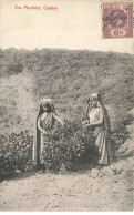 SRI LANKA AP#DC195 CEYLON CEYLAN TEA PLUCKERS CUEILLEURS DE THE - Sri Lanka (Ceilán)