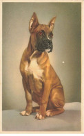 ANIMAUX  AO#AL000760 CHIEN BOXER - Dogs