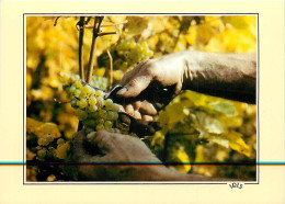 Vignes - Scène De Vendange - CPM - Carte Neuve - Voir Scans Recto-Verso - Vines