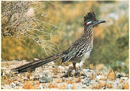 Animaux - Oiseaux - Geococcyx - Road Runner - Carte Neuve - CPM - Voir Scans Recto-Verso - Uccelli