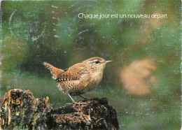 Animaux - Oiseaux - Troglodyte Mignon - CPM - Voir Scans Recto-Verso - Uccelli