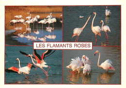 Oiseaux - Flamants Roses - Flamingos - CPM - Voir Scans Recto-Verso - Uccelli