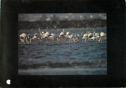 Oiseaux - Flamants Roses - Camargue - Flamingos - CPM - Voir Scans Recto-Verso - Birds