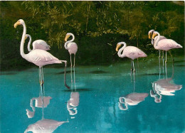 Oiseaux - Flamants Roses - Camargue - Flamingos - CPM - Voir Scans Recto-Verso - Vögel