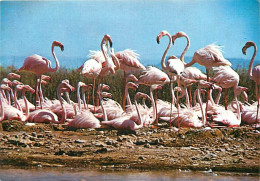 Oiseaux - Flamants Roses - Camargue - Flamingos - CPM - Voir Scans Recto-Verso - Birds