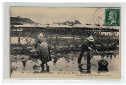 35 CANCALE RAMASSAGE DES HUITRES DANS UN PARC N°534 - Cancale