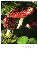 Fly Agaric Amanita Muscaria Red Poisonous Mushroom 1974 Unused Postcard. Publisher Eesti Raamat, Estonia - Paddestoelen