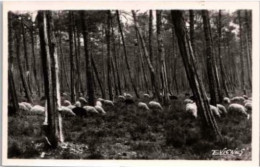 AU PAYS LANDAIS  .- Moutons En Hiver Dans La Forêt    Poème De Jean-André Jeannin. Extrait De Songe Sur La Lande - Sonstige & Ohne Zuordnung