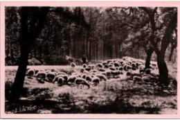 AU SOLEIL Des LANDES. -  Moutons Dans Les Chênes-liège. -  Extrait Du Tryptique De Maurice Martin. - Sonstige & Ohne Zuordnung