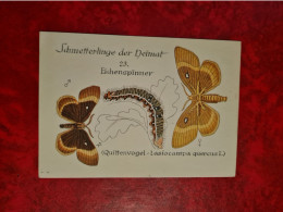 Carte Animaux Papillon Schmeterlinge Der Heimat Eihenspinner - Schmetterlinge