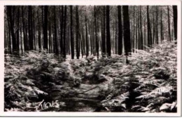 AU PAYS LANDAIS  .- Sentier Dans La Forêt  Poème De Jean-André Jeannin. Photo Véritable Au Bromure. - Sonstige & Ohne Zuordnung