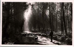 AU PAYS LANDAIS  .- Clairière Avec Moutons.  Poème De Jean-André Jeannin. Photo Véritable Au Bromure. - Sonstige & Ohne Zuordnung