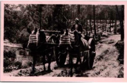 AU SOLEIL Des LANDES -  Attelages De Mules En été. -  Texte En Landais De L.L.  Non Circulée. - Sonstige & Ohne Zuordnung