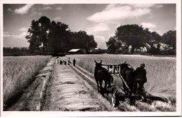 AU PAYS LANDAIS  .- Ferme Landaise , La Moisson.  Poème De Jean-André Jeannin. Extrait De Songe Sur La Lande - Sonstige & Ohne Zuordnung