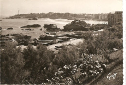 [64] Pyrénées-Atlantiques >  CPSM- Biarritz   Le Port Des Pêcheurs  Hortensias Et Tamaris - Biarritz