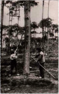 Dans Les LANDES. -  Récolte De La Résine.   Non Circulée.  Photo Véritable. - Sonstige & Ohne Zuordnung