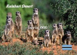 Botswana Kalahari Desert Meerkats New Postcard - Botswana