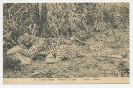 Postal Stationery Belgian Congo Leopard - Panther - Andere & Zonder Classificatie