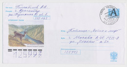 Postal Stationery Rossija 1999 Ibex - Goat - Other & Unclassified