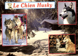 Thèmes > Animaux & Faune > Chiens - Le Chien Husky - 7698 - Dogs