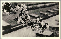 Leningrad - Piskaryovskoye Memorial Cemetery - Russland