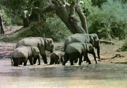 Thèmes > Animaux & Faune > Srilanka - Troupeau D’éléphants  Au Bain - 7699 - Honden