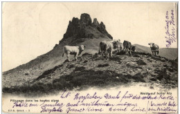 Weide Auf Hoher Alp - Vaches