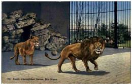 Lion - Zoologischer Garten Basel - Leones