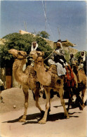 Bedouin - Israel