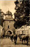 Stolberg/Harz - Rittertor Mit Kuhherde - Stolberg (Harz)