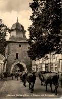 Stolberg/Harz . Rittertor Mit Kuhherde - Stolberg (Harz)