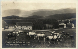 Pension Zur Halde Am Schauinsland - Freiburg I. Br.